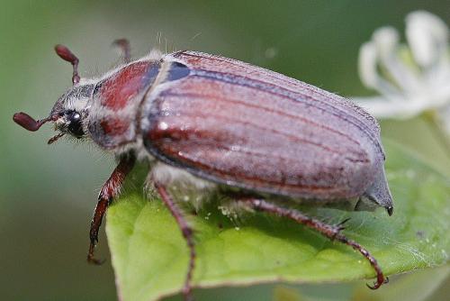 Melolontha hippocastani